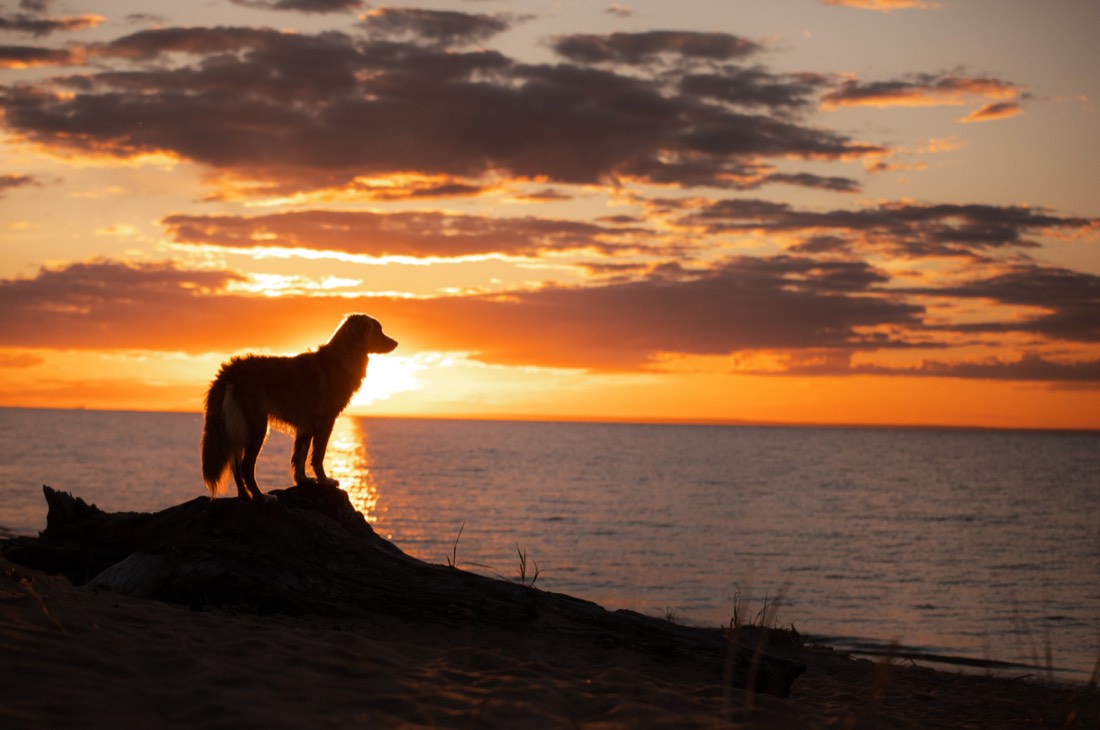 Ein Hund steht am Ufer und blickt über das Meer in den Sonnenuntergang