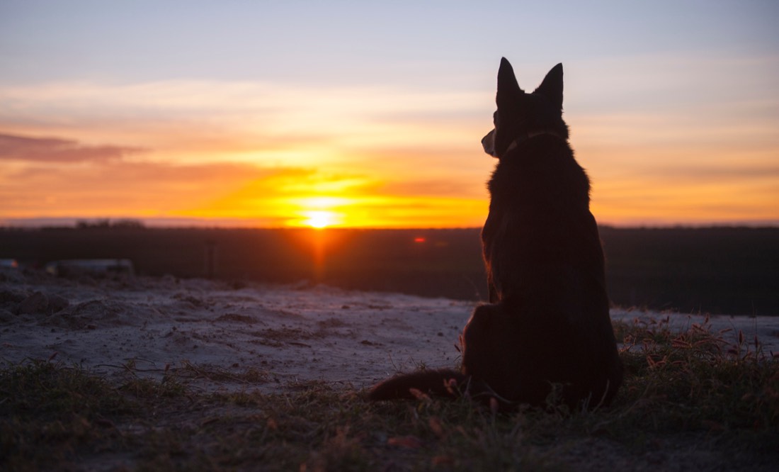 Silhouette eines Hundes vor einem Sonnenuntergang
